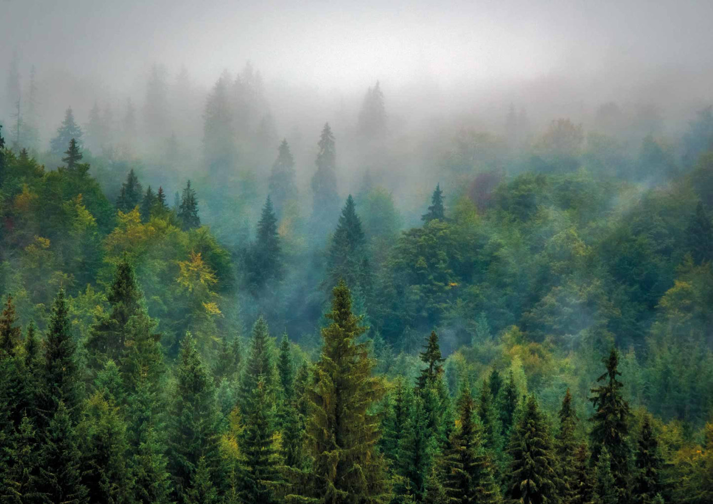 foret brumeuse 2 - UNIVEA