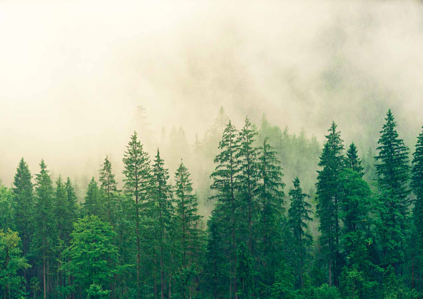 foret brumeuse - UNIVEA