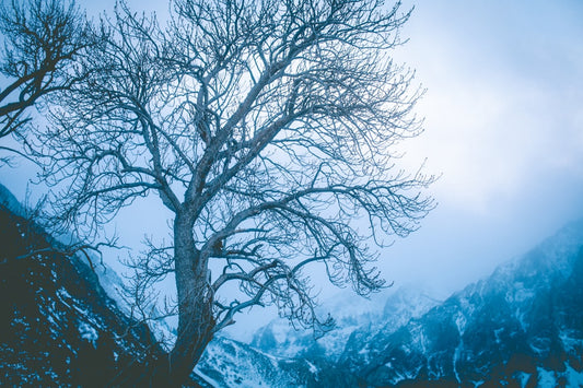 un-arbre-solitaire-au-milieu-dune-montagne-enneigee-PXHXqVaBXGM