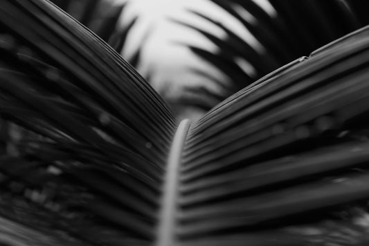 une-photo-en-noir-et-blanc-dune-feuille-de-palmier-65BBN2gxLSU