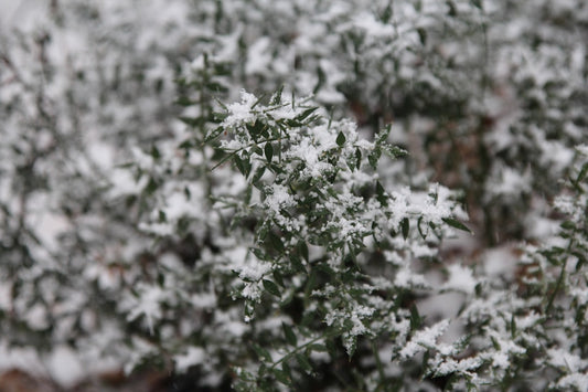 un-arbre-recouvert-de-neige-a-cote-dun-batiment-edU8hIjjX4I