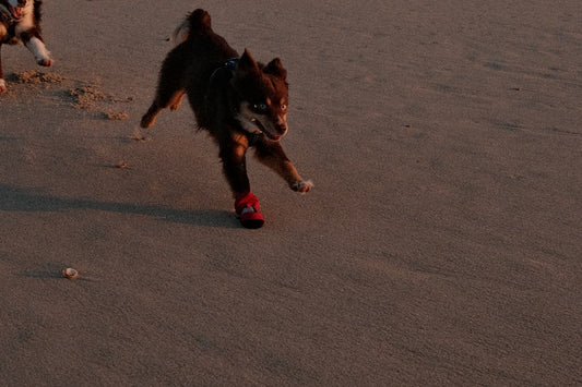deux-chiens-jouant-avec-un-frisbee-sur-la-plage-rFLUe3N_GvU