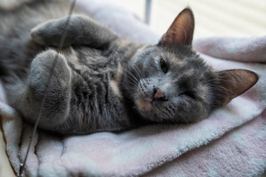 un-chat-allonge-sur-une-couverture-rose-qlPPxeCdtqE