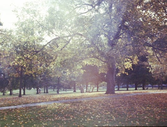 un-parc-rempli-de-nombreux-arbres-couverts-de-feuilles-jKLk9tfkoR4